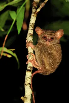 Spectrum: Spectral Tarsier