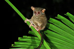 Spectrum: Spectral Tarsier