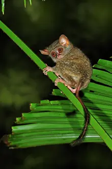 Tarsius: Spectral Tarsier