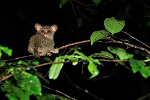 Tarsius: Spectral Tarsier