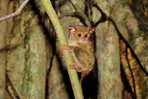 Tarsius: Spectral Tarsier