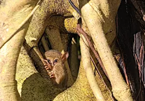 Tarsius: Spectral Tarsier (Tarsius tarsier) on a tree, Tangkoko