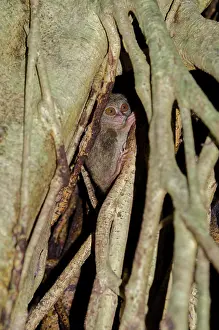 Roots: Spectral Tarsier amongst tree roots - Tangkoko National