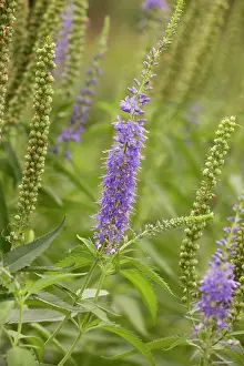 Longifolia: A speedwell
