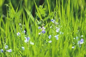 Speedwell: Speedwell