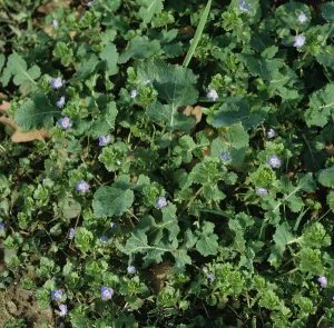 Oilseed: Speedwell flowering in Oilseed Rape crop