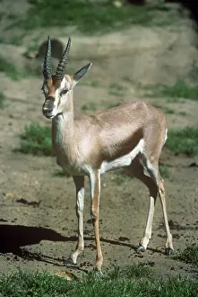 Spekei: Speke's Gazelle