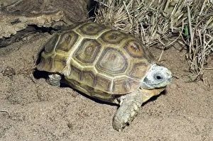 Hinge: Speke's Hinge-Back Tortoise