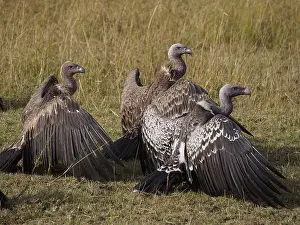 Griffon: Sperbergeier`s Griffon Vulture, Gyps