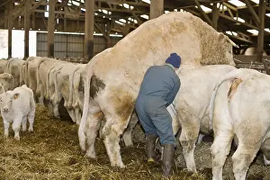 Sperm: Sperm sampling on a bull for quality analysis France