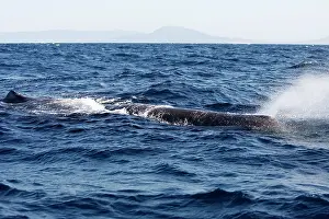 Gilbraltar: Sperm Whale