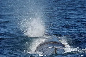 Gilbraltar: Sperm Whale