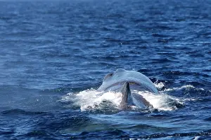 Gilbraltar: Sperm Whale