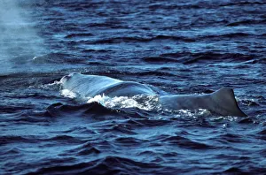 Physeter: Sperm whale