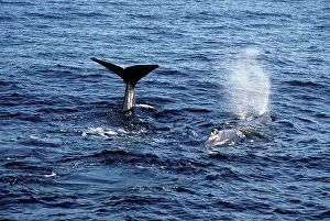 Spouting: Sperm whale