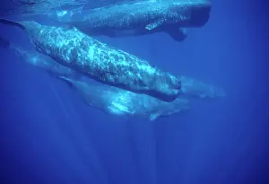 Physeter: Sperm whale