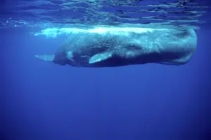 Physeter: Sperm whale