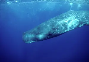 Physeter: Sperm Whale