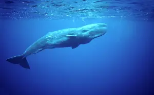 Physeter: Sperm whale