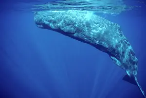 Physeter: Sperm whale