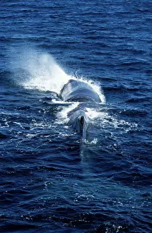 Physeter: Sperm whale