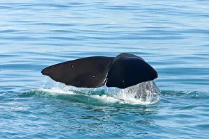 Fluke: Sperm whale