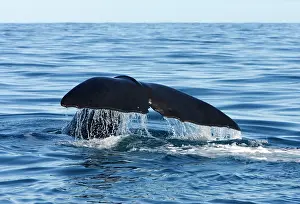Fluke: Sperm whale
