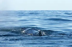 Physeter: Sperm whale