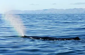 Physeter: Sperm whale