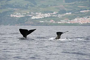 Sperm: Sperm Whale