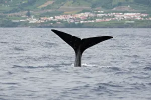 Sperm: Sperm Whale