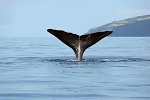 Sperm: Sperm Whale