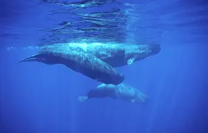 Physeter: Sperm whale - Adult and young
