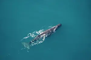 Physeter: Sperm whale - aerial view of an adult male