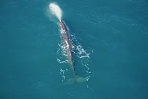 Sperm: Sperm whale - aerial view of an adult male