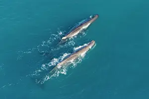 Physeter: Sperm whale - aerial view of two adult males
