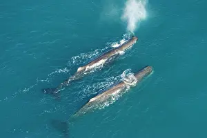 Physeter: Sperm whale - aerial view of two adult males