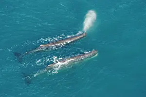 Physeter: Sperm whale - aerial view of two adult males