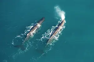Physeter: Sperm whale - aerial view of two adult males