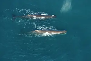 Sperm: Sperm whale - aerial view of two adult males
