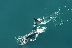 Fluke: Sperm whale - aerial view of two adult males diving