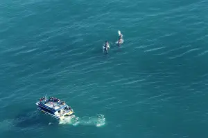 Sperm: Sperm whale - aerial of whale watching vessel approaching