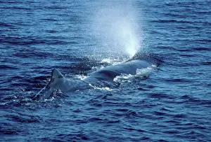 Spouting: SPERM WHALE - BLOWING