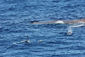 Gilbraltar: Sperm Whale with Bottlenose Dolphin (Tursiops truncatus)