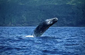 Physeter: Sperm Whale - breaching