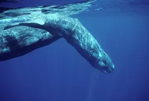 Physeter: Sperm whale - Calf, diving in front of its mother