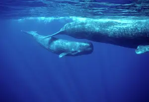 Physeter: Sperm WHALE - Calf swimming under mother