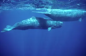 Physeter: Sperm whale - Calf swimming under mother's tail
