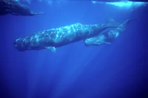 Physeter: Sperm whale - Calf swimming under mother's tail