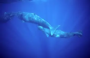 Physeter: Sperm whale - Calf swimming under mother's tail